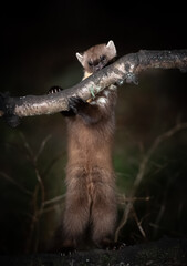 Fototapeta premium A pine marten stands on its hind legs, gripping a branch in a dark forest, likely foraging or exploring its territory at night.