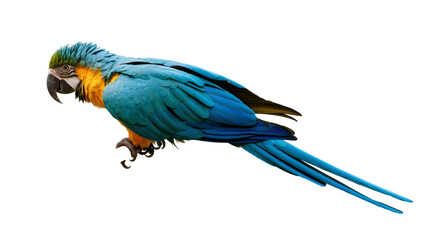 Obraz premium Isolated vibrant Blue-and-yellow Macaw parrot with colorful feathers, exotic tropical bird