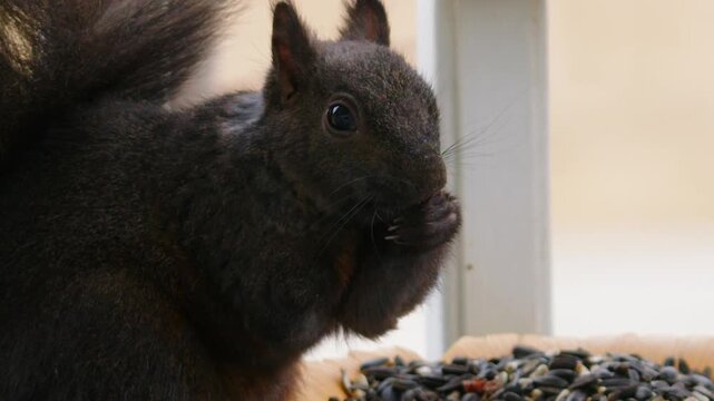 Slo mo close up of three legged Grey squirrel eating seeds at feeder