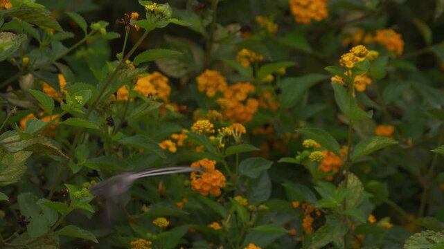 Cora hummingbirds (Thaumastura cora) hovering in place; clip starts blurred then focuses as another male passes by.