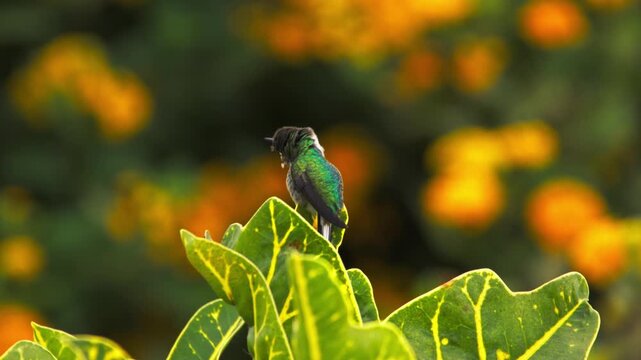 Cora hummingbird (Thaumastura cora) perched on leaf with blurred lantana background, scratching back to camera, stretching wings and turning head with fluffed plumage.