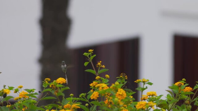 Male cora hummingbird (Thaumastura cora) flying toward camera, turning and feeding on flower, urban city background with palm trunk.