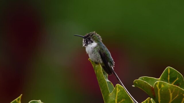 Cora hummingbird (Thaumastura cora) perched on a leaf, shaking body and fluffing feathers while opening beak against blurred red and green plants.