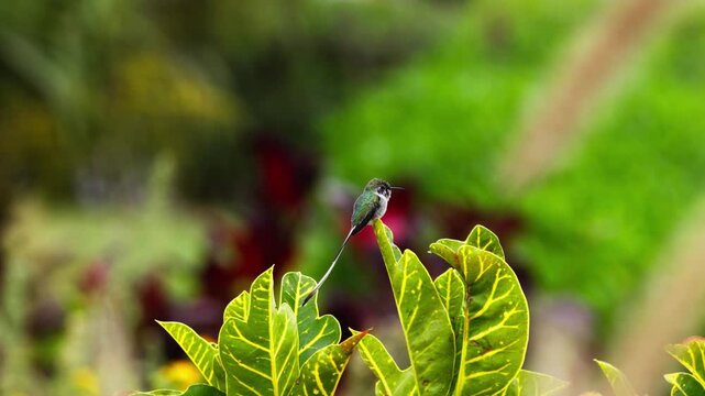 Male long-tailed cora hummingbird perched on a green and yellow-veined leaf, resting while turning its head, with blurred foliage and red-tinted leaves in the background, open shot.