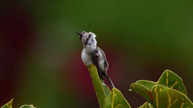 Cora hummingbird (Thaumastura cora) perched on leaf tilting head and scratching neck, then resting with fluffed feathers against blurred red and green plants.