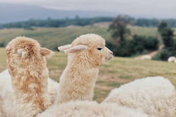 Fototapeta premium A side profile shot of adorable fluffy alpacas with thick white wool, relaxing in a vast rural pasture under a soft cloudy sky.