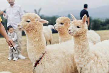 Fototapeta premium A side profile shot of adorable fluffy alpacas with thick white wool, relaxing in a vast rural pasture under a soft cloudy sky.