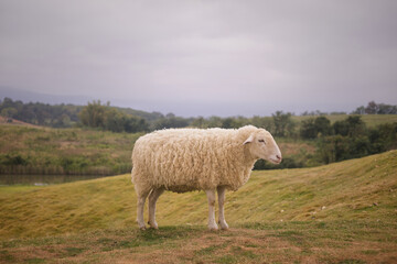 Obraz premium A side view of a fluffy white sheep with thick wool standing on a grassy slope, with a scenic background of a lake, forest, and mountains under overcast weather.