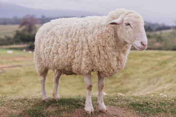 A side view of a fluffy white sheep with thick wool standing on a grassy slope, with a scenic background of a lake, forest, and mountains under overcast weather. © yuthana Choradet