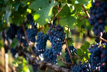 Naklejka premium Purple grapes hanging on a vine in a vineyard.