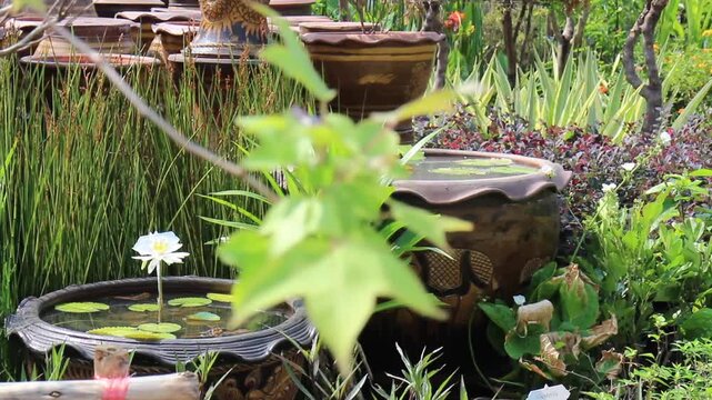 Outdoors garden surrounded by tropical plant, stock footage