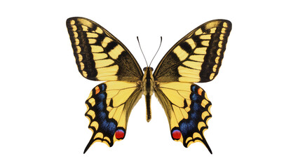 Naklejka premium Vibrant yellow and black swallowtail butterfly, a beautiful insect with intricate wing patterns, isolated PNG on transparent background