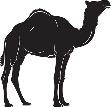 Black camel vector silhouette isolated on Transparent Background