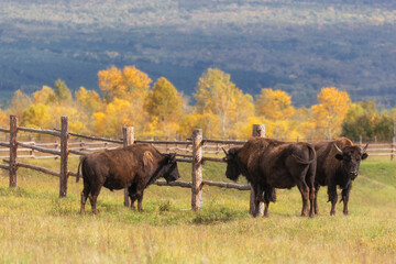 An adult male bison in a pen on an autumn day © Shchipkova Elena