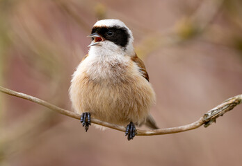 Obraz premium Eurasian Penduline Tit Bird