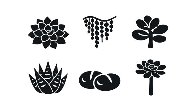 Six black silhouette succulent icons each in rounded square tiles with labels: echeveria, string of pearls, jade plant, haworthia, lithops, aeonium, arranged in two rows.