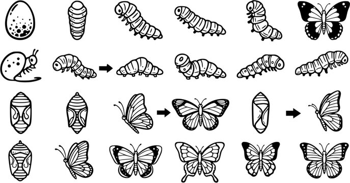 Educational Nature Niche Black  White Line Art Butterfly and Moth Life Cycle Stages Vector Icons Set
