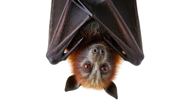 Isolated nocturnal fruit bat or flying fox hanging upside down, eyes visible