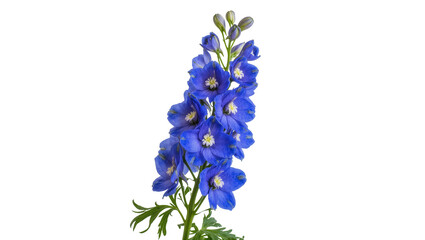 Fototapeta premium Isolated blooming vibrant blue delphinium flower spike with fresh green leaves and unopened buds
