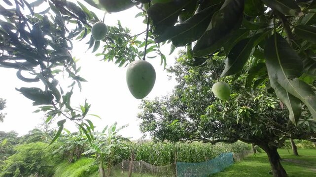 Raw Green Mangoes Swaying in Wind on Tree Branch, Tropical Orchard Nature, Fresh Fruit Agriculture India