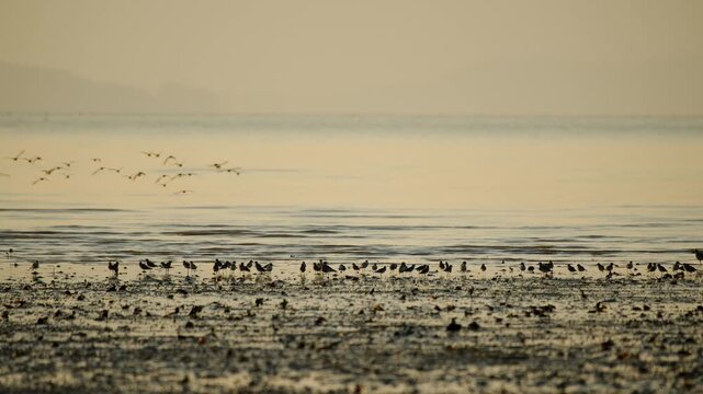 slow motion video capturing a flock of migratory shorebirds. Some birds are in flight over the calm, golden water at sunrise, while others forage on the dark mudflat shore. A peaceful nature scene.