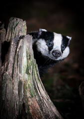 A badger peeks out from behind a tree stump in a dark forest, its distinctive black and white markings clearly visible. © John