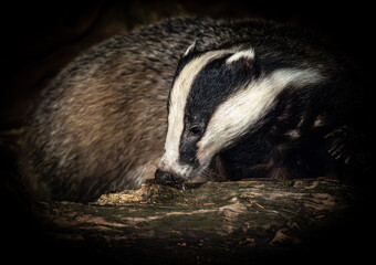 A badger rests on a log in a dark forest, its distinctive black and white markings visible. © John