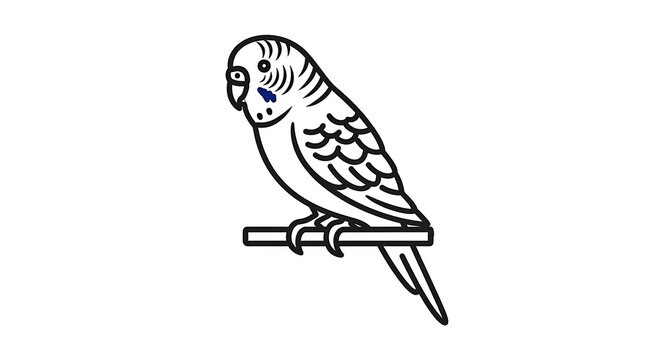 bird on a white background