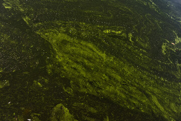 Green swamp water surface with floating algae, muddy streaks and marsh texture in natural pond © Анжелика Врынчану