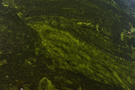 Green swamp water surface with floating algae, muddy streaks and marsh texture in natural pond