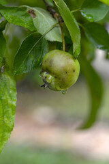 Pommier après une averse