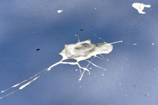 Macro view of bird guano splatter on blue car,  potential for paint damage and importance of regular automotive care and washing services. White bird dropping on blue metallic surface. Selective focus