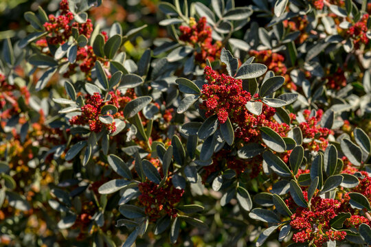 Flowering mastic tree (Pistacia lentiscus) close-up