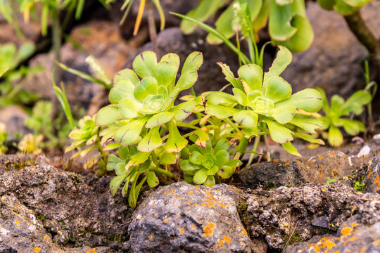 Aeonium canariense pertenece a la familia Crassulaceae.