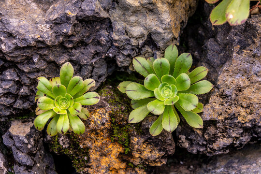 Aeonium canariense pertenece a la familia Crassulaceae.