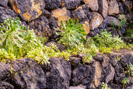 Aeonium canariense pertenece a la familia Crassulaceae.