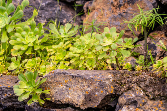 Aeonium canariense pertenece a la familia Crassulaceae.