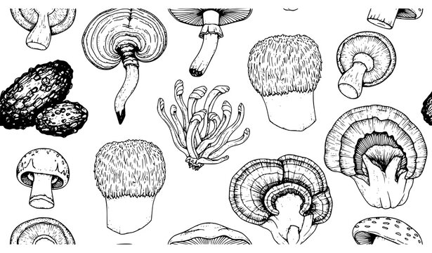 Seamless hand drawn medicinal mushroom pattern vector with chaga reishi shiitake cordyceps turkey tail and lions mane illustration