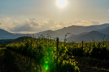 Winding rows of green vineyard at dusk © JuanFrancisco