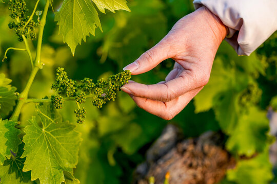 Hand inspecting new flower buds on grapevine in la rioja vineyard