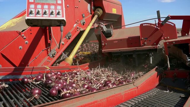 Slow Motion of Modern Onion Harvester Conveyor Belt Lifting Onions from Ground. The camera captures massive quantities of onions moving along the conveyor belt. Search ONIONPROD2025 for more clips.