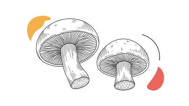 Artistic line drawing of two large mushrooms with detailed gills and stems accompanied by orange and red abstract shapes.