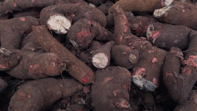 Panning view of unpeeled yuca or cassava roots in a natural environment