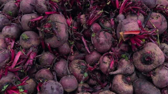 Panning view of fresh earthy red beets on a natural surface