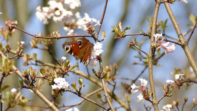 European peacock butterfly (Aglais io) moving around on a white flower in Zurich, Switzerland