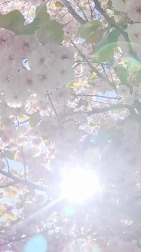Vertical footage, Panorama of Japan cherry blossom, her white-pink, double flowers sway in the wind against the blue sky on a sunny day, backlit by the sun, with sun glare on the lens, bottom-top view