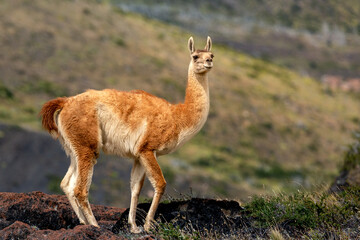 Wild guanaco in torres del paine national park