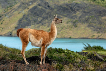 Wild guanaco in torres del paine national park
