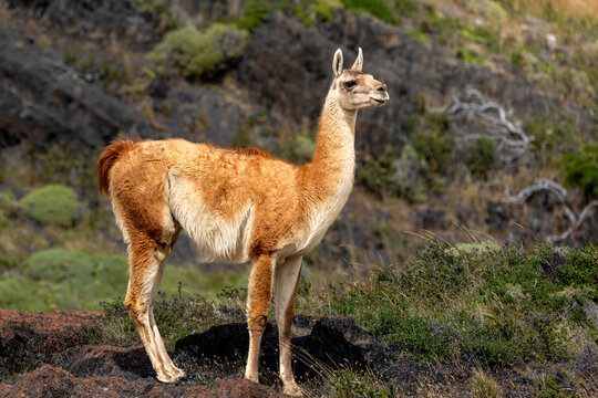 Wild guanaco in torres del paine national park