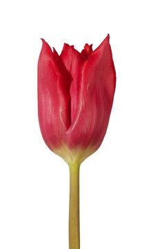 Open red tulip flower isolated on white background close vertical view. Petals spread outward revealing inner structure and vibrant color. Floral concept highlighting bloom stage beauty and